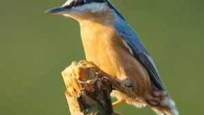 Jaký druh ptáka je obyčejný rapper a kde zima